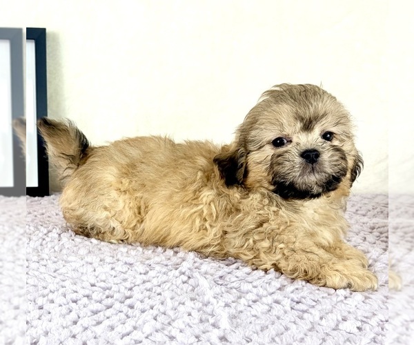 Medium Photo #4 Shih-Poo Puppy For Sale in INDIANAPOLIS, IN, USA