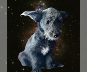 Poodle (Miniature)-Unknown Mix Dogs for adoption in Fresno, CA, USA