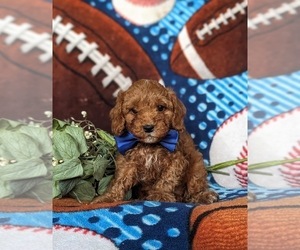 Poodle (Toy) Puppy for sale in HOLTWOOD, PA, USA
