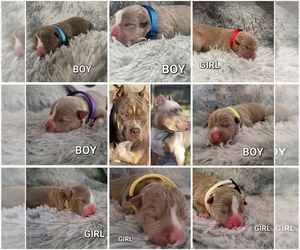 American Bully Puppy for sale in BALTIMORE, MD, USA