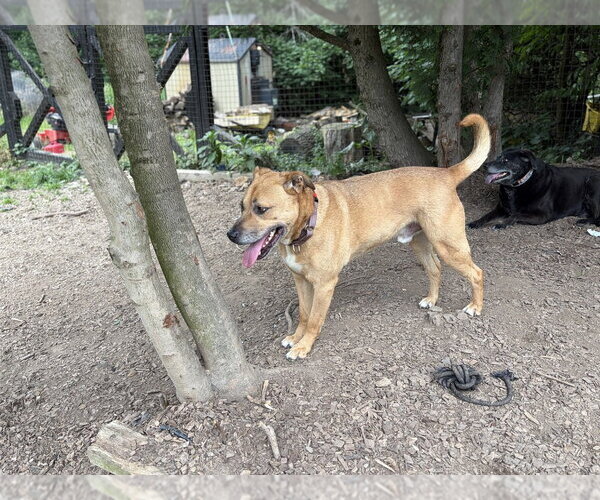 Medium Photo #12 Labrador Retriever-Unknown Mix Puppy For Sale in Brewster, NY, USA