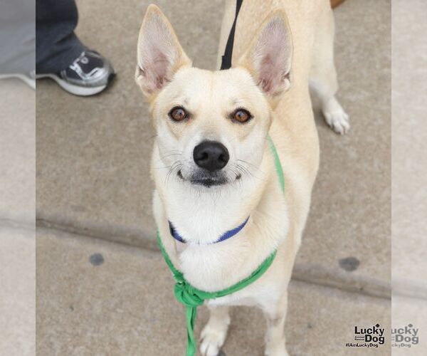 Medium Photo #3 Labrador Retriever-Unknown Mix Puppy For Sale in Washington, DC, USA