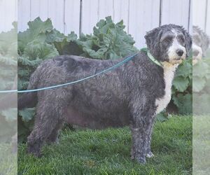 Mother of the Sheepadoodle puppies born on 02/24/2024