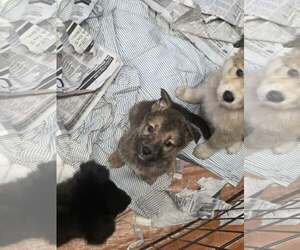King (NY-Sarah) - Male German Shepherd Dog-Unknown Mix Dog for Adoption - Photo #2