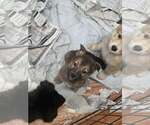 Small Photo #2 German Shepherd Dog-Unknown Mix Puppy For Sale in SHERBURNE, NY, USA
