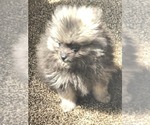 Small Pomeranian