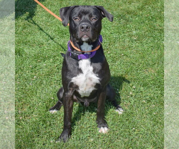 Medium Photo #3 American Staffordshire Terrier-Unknown Mix Puppy For Sale in Huntley, IL, USA