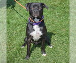 Small #2 American Staffordshire Terrier Mix