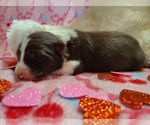 Small #3 Border Collie