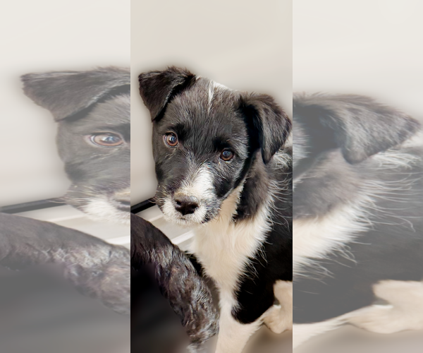 Medium Photo #1 Border Collie-Unknown Mix Puppy For Sale in MIDWAY, UT, USA
