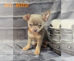 Small #9 Chihuahua