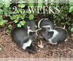 Small #12 Beagle