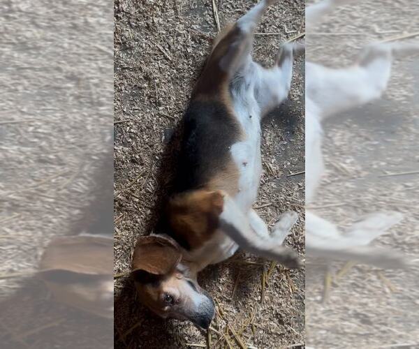 Medium Photo #5 Beagle Puppy For Sale in Mouth Of Wilson, VA, USA