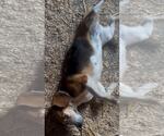 Small #4 Beagle