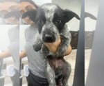 Small Photo #1 Mutt Puppy For Sale in Studio City, CA, USA