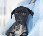 Small American Staffordshire Terrier Mix