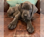 Puppy Brown Collar M Cane Corso