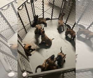 Belgian Malinois Puppy for sale in CHARLOTTE, NC, USA