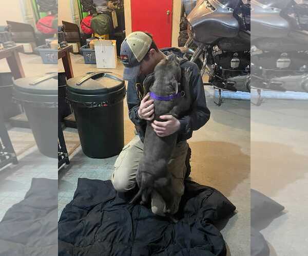 Medium Photo #5 American French Bull Terrier Puppy For Sale in Nazareth, PA, USA