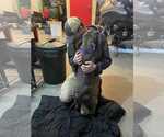 Small #4 American French Bull Terrier