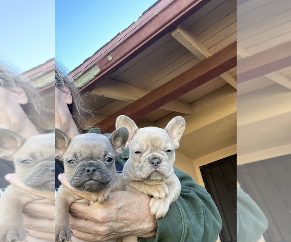 Medium Photo #1 French Bulldog Puppy For Sale in SIMI VALLEY, CA, USA