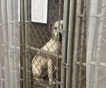 Small #1 American Pit Bull Terrier Mix
