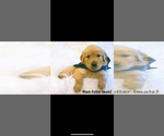 Small Photo #9 Golden Retriever Puppy For Sale in LAURENS, SC, USA