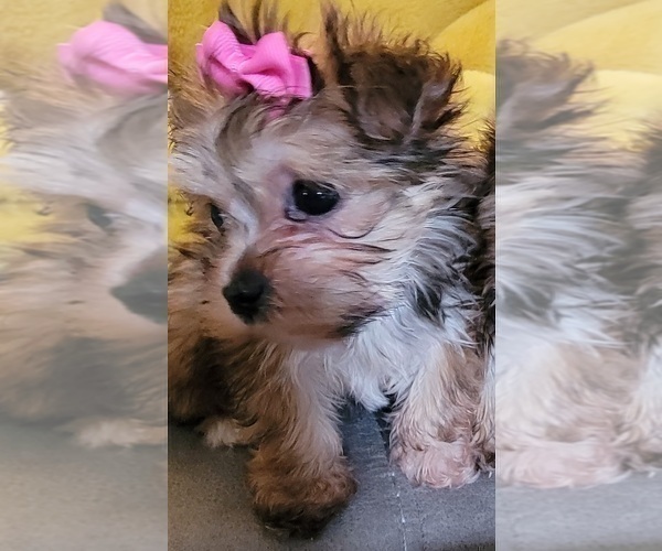 Medium Photo #6 Morkie Puppy For Sale in OTTAWA, OH, USA