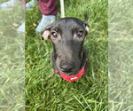 Small #1 Dachshund Mix