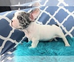 Small #2 French Bulldog