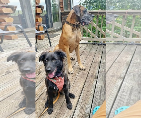 Medium Photo #1 Australian Shepherd-German Shepherd Dog Mix Puppy For Sale in Fultonham, NY, USA
