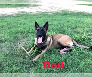 Father of the Belgian Malinois puppies born on 11/05/2019
