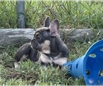 Puppy Cali French Bulldog