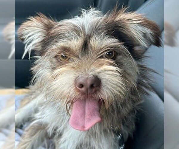 Medium Photo #8 Mutt Puppy For Sale in Arlington, VA, USA
