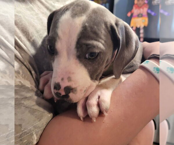 Medium Photo #3 Mutt Puppy For Sale in New London, WI, USA