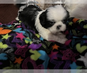 Shih Tzu Puppy for sale in PRINCETON, IN, USA