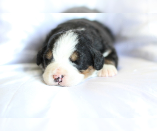 Medium Photo #8 Bernese Mountain Dog Puppy For Sale in PIEDMONT, SC, USA
