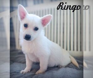 Chiranian Dogs for adoption in Tustin, CA, USA