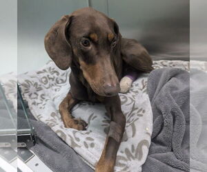 Doberman Pinscher Dogs for adoption in Chico, CA, USA