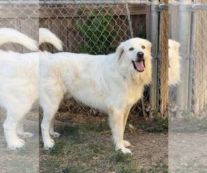 Great Pyrenees Dogs for adoption in Houston, TX, USA