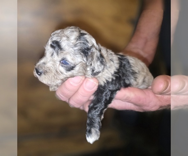 Medium Photo #6 Poodle (Toy) Puppy For Sale in DYERSBURG, TN, USA