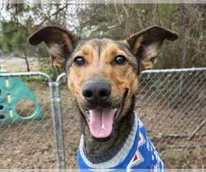 German Shepherd Dog-Unknown Mix Dogs for adoption in Anniston, AL, USA