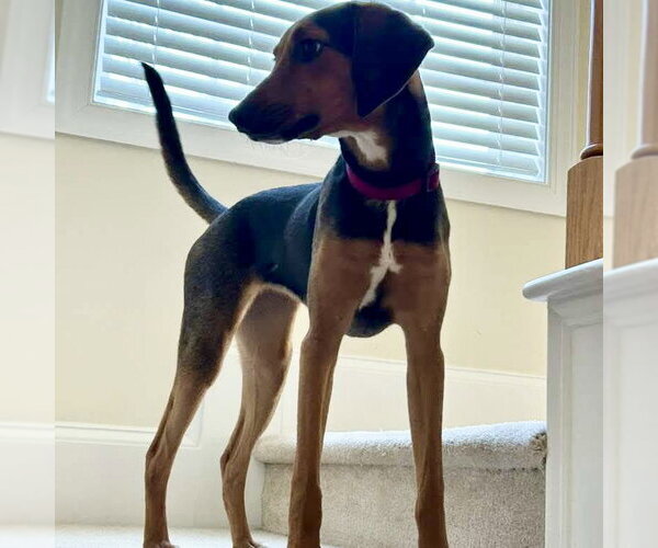 Medium Photo #3 Mutt Puppy For Sale in Spring Lake, NC, USA