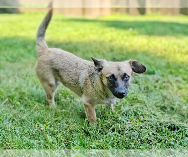 Medium Photo #3 Chi-Corgi Puppy For Sale in Fultonham, NY, USA