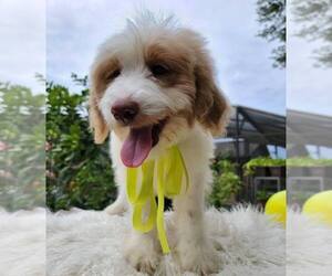 Goldendoodle Puppy for sale in KISSIMMEE, FL, USA