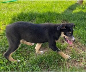 Australian Shepherd-Unknown Mix Puppy for sale in JEROMESVILLE, OH, USA