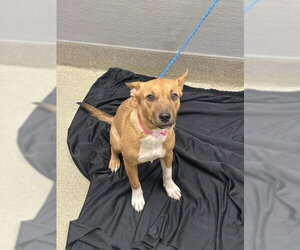 Australian Kelpie-Unknown Mix Dogs for adoption in Las Vegas, NV, USA