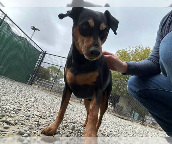 Medium Photo #1 Miniature Pinscher Puppy For Sale in Santa Cruz, CA, USA