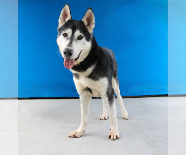 Medium Photo #2 Siberian Husky Puppy For Sale in Pasadena, CA, USA
