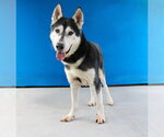 Small #1 Siberian Husky